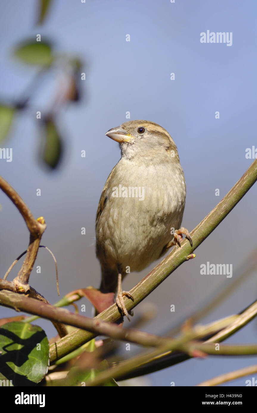 House sparrow, Passer domesticus, branch, sit, Stock Photo