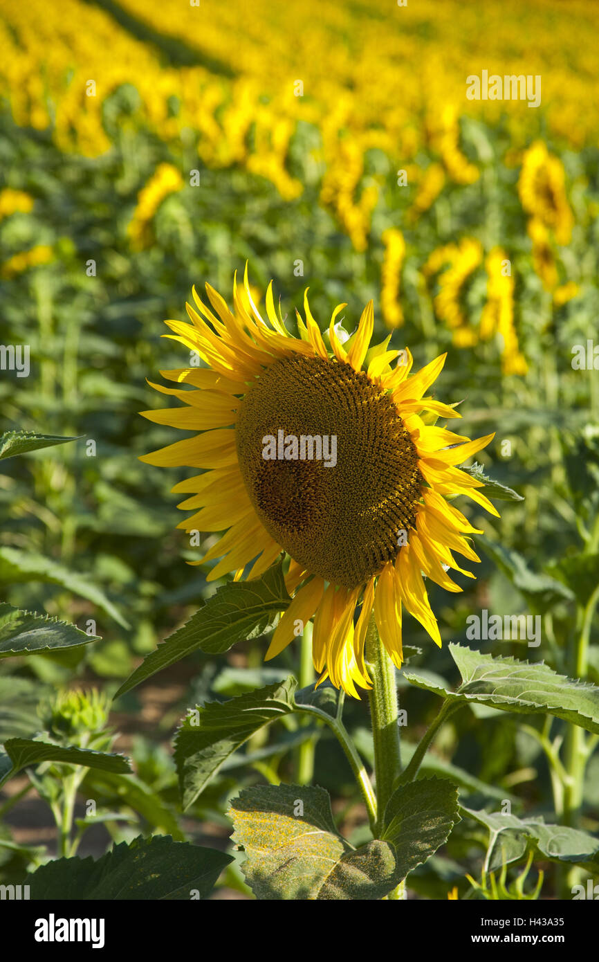 Sunflower field scenery hi-res stock photography and images - Alamy