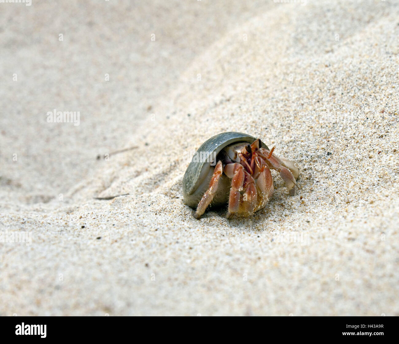 Beach, hermit crab, Asia, Thailand, outside, fauna, cancer, crustaceans, South-East Asia, animal, shellfish, beach, sandy beach, Stock Photo