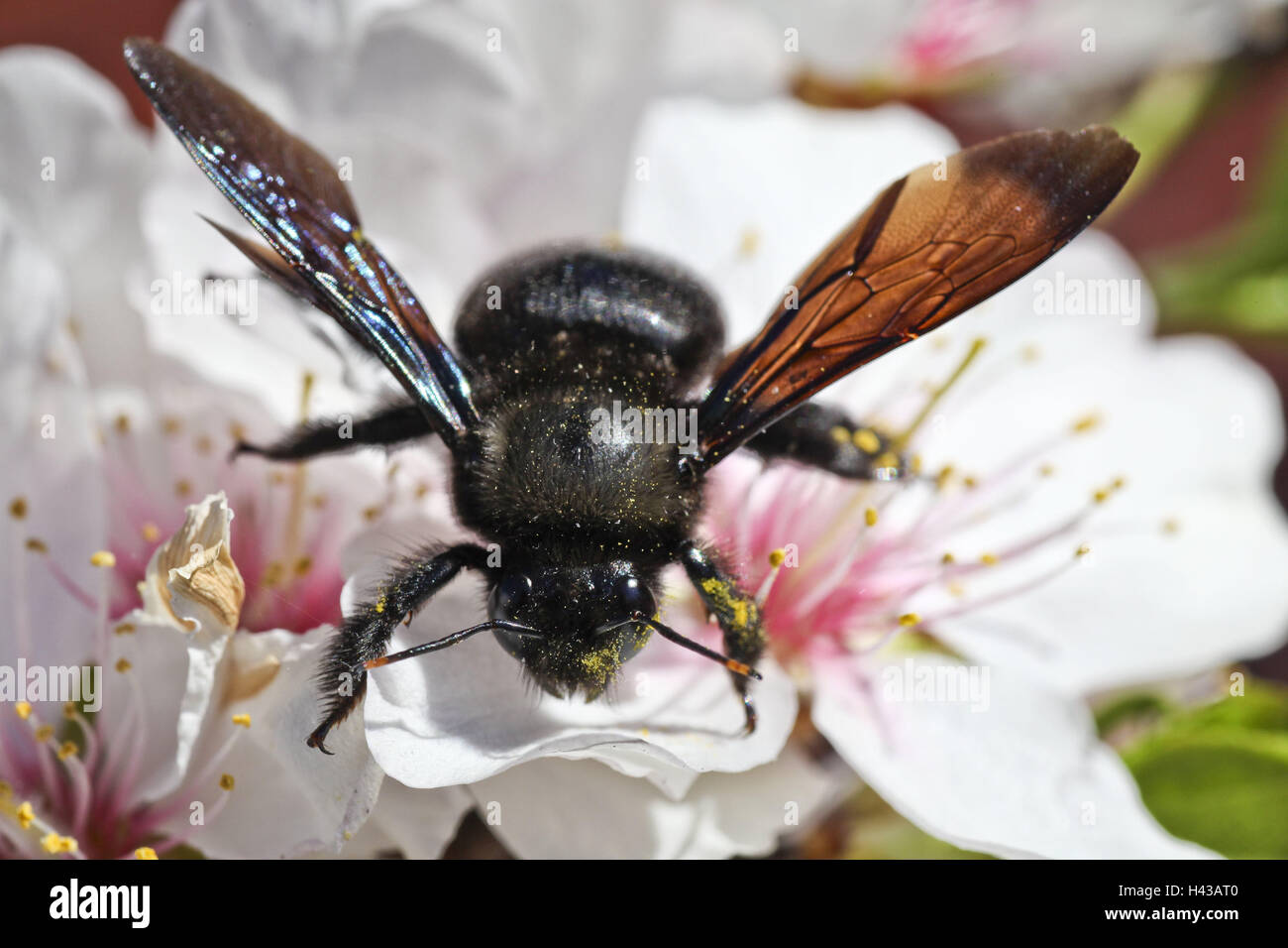Tonsil blossom, wooden bee, Xylocopa violacea, close up, Majorca, blossoms, dust vessels, nectar, nectar robbery, collect, bee, insect, hymenoptera, animal, whole body, pollen, Stock Photo