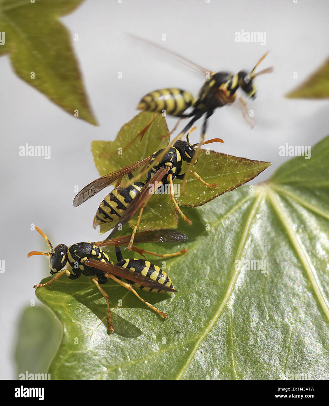 Leaves, Gallic field wasps, Polistes dominulus, wasps, detail, animals, insects, Majorca, the Balearic Islands, Spain, three, pleated wasps, hymenopteras, ivy, Stock Photo