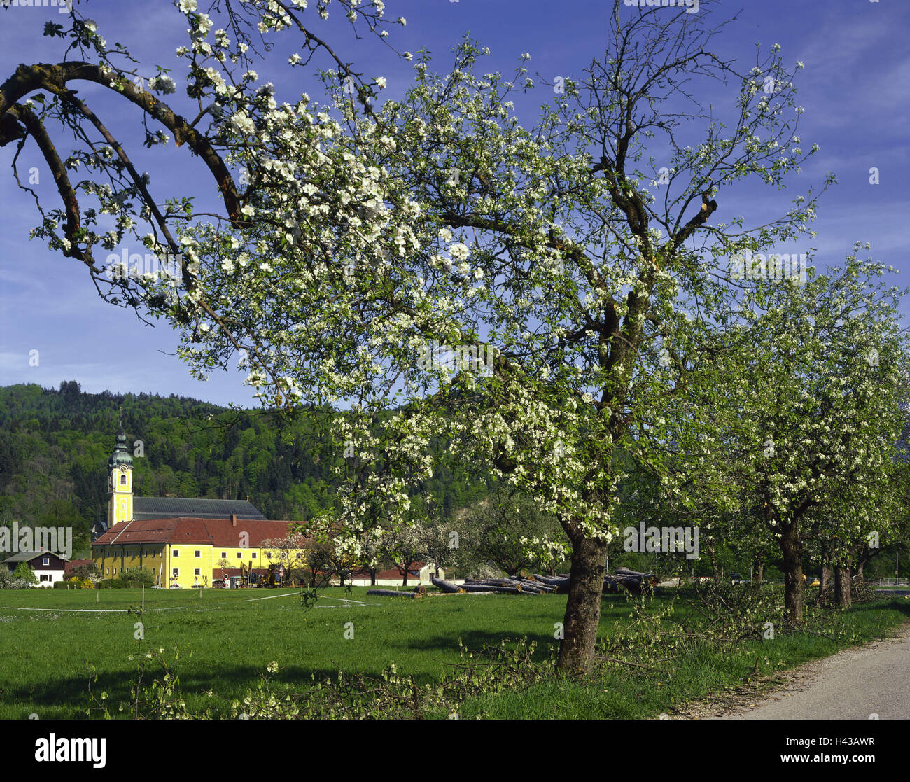 Germany, Upper Bavaria, village Oberau, cloister Reisach, apple-trees, blossom, South Germany, Bavaria, destination, place of interest, building, minster, church, church, sacred construction, architecture, yellow, steeple, faith, religion, Christianity, o Stock Photo