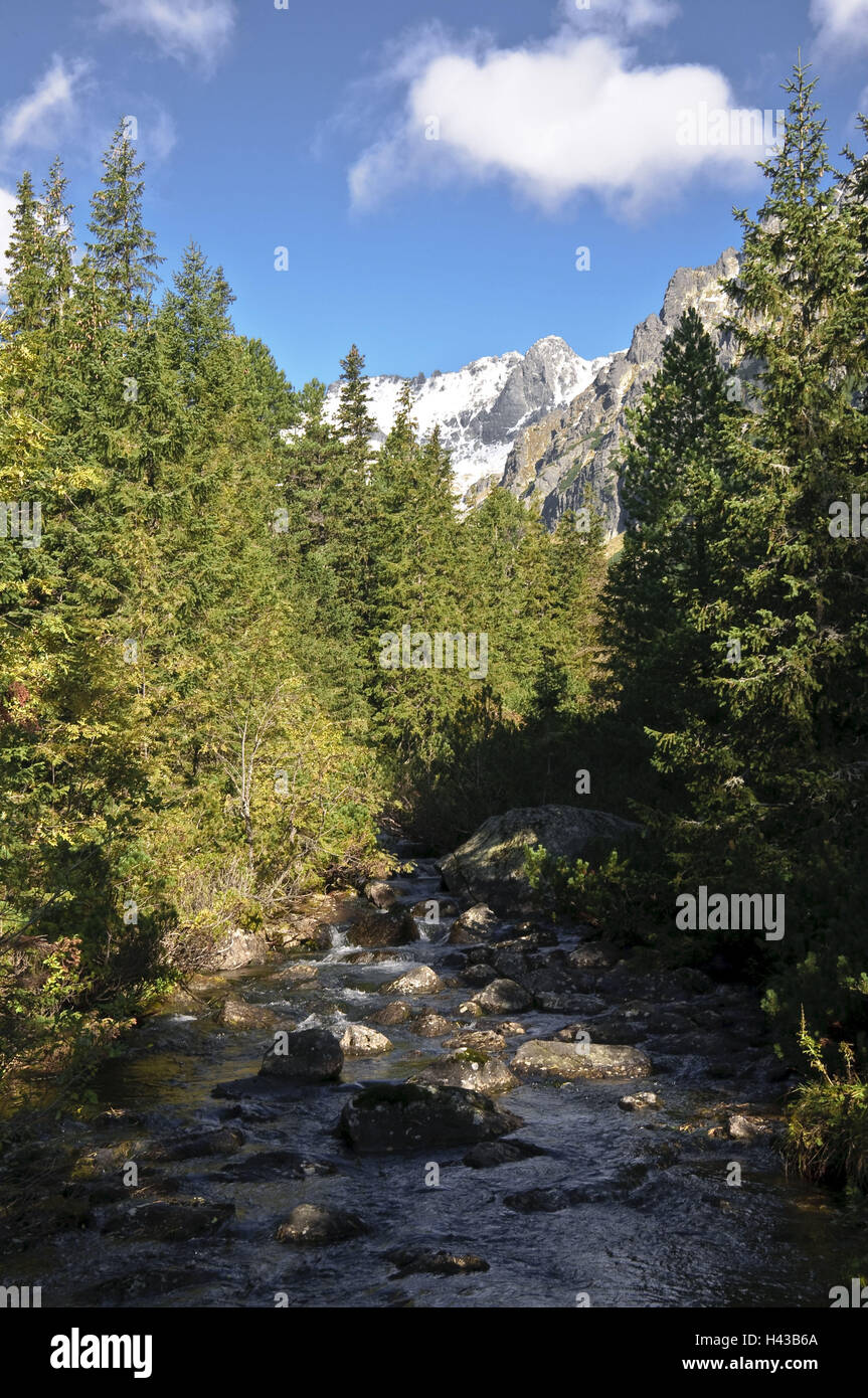 Mountain stream Krupa, Strbske Pleso, national park the high Tatra Mountains, Presovsky kraj, Slovakia, Stock Photo