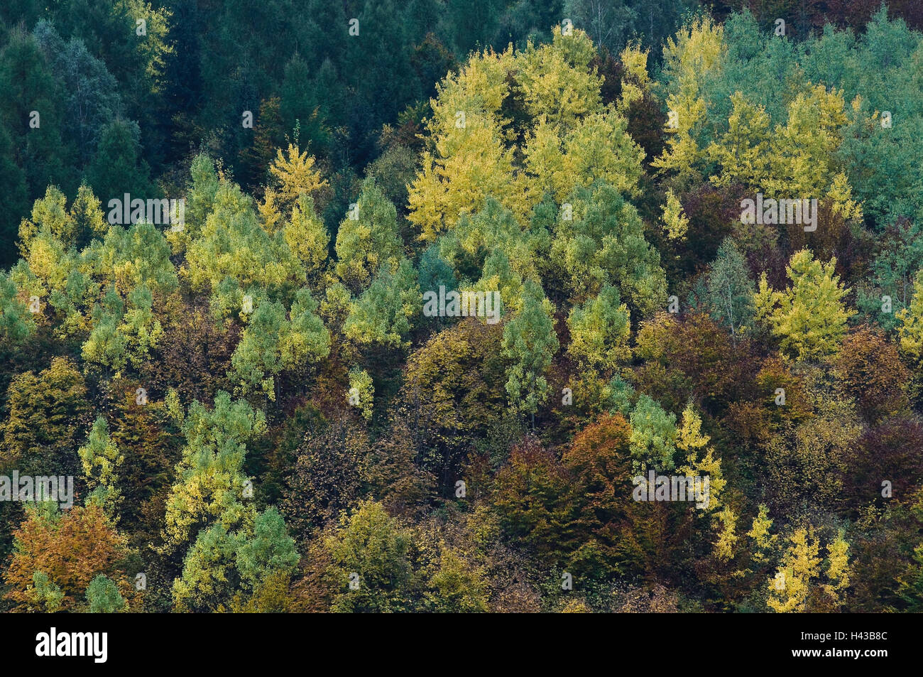 The Carpathian Mts, autumn colours, national park big Fatra, Presovsky kraj, Slovakia, Stock Photo