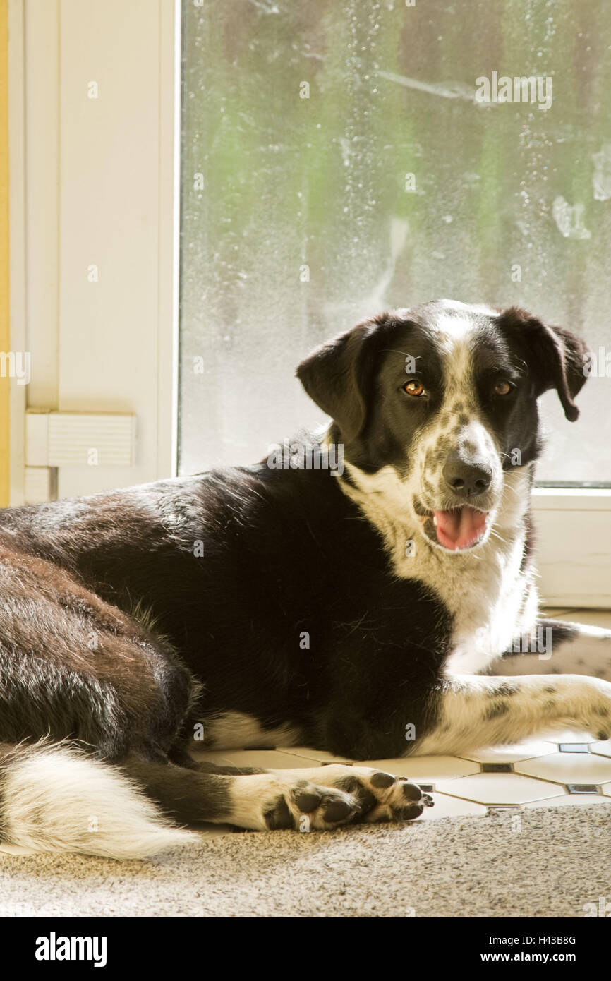 Dog, lie, pant, inside, animal, door, front door, floor, tiredly, is