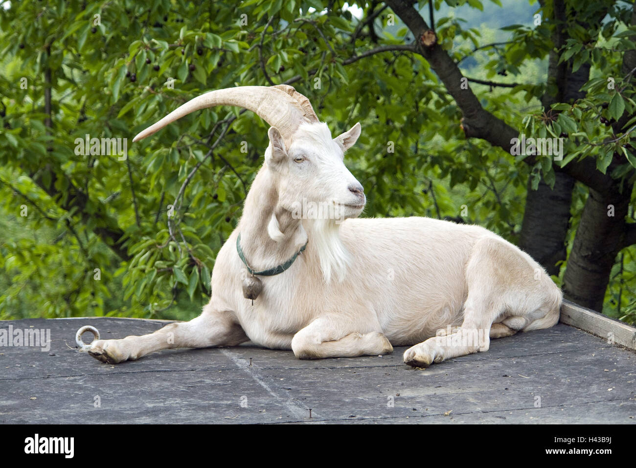 Billy goat, white, lie, outside, animal, mammal, house goat, manly, vaulting horse, benefit animal, goat's beard, open-air museum, house goat, horns, benefit animal, agriculture, summer, Stock Photo