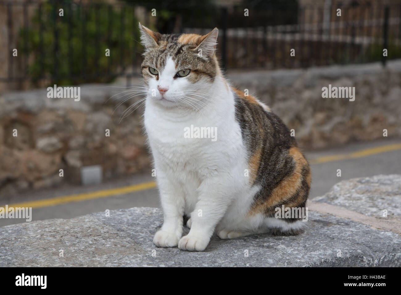 Cat, three-coloured, sit, defensive wall, animals, mammals, pets, small cats, Felidae, domesticates, house cat, without Lord, day release prisoners, stray, street cat, female, Kätzin, individually, only, garden defensive wall, outside, Spain, Stock Photo