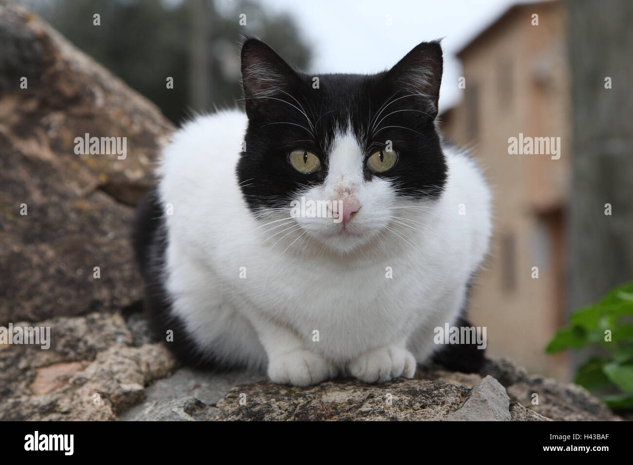 Cat, black-and-white, crouch, defensive wall, animals, mammals, pets, small cats, Felidae, domesticates, house cat, look, without Lord, day release prisoner, stray, street cat, front view, animal portrait, cat's portrait, individually, alone, outside, garden defensive wall, Spain, Stock Photo