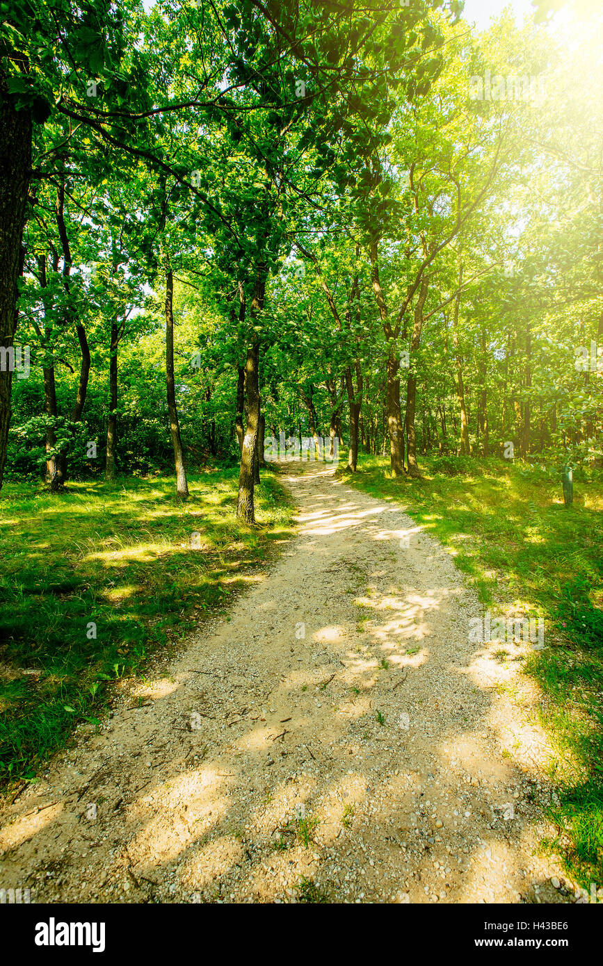 Dirt path in forest Stock Photo