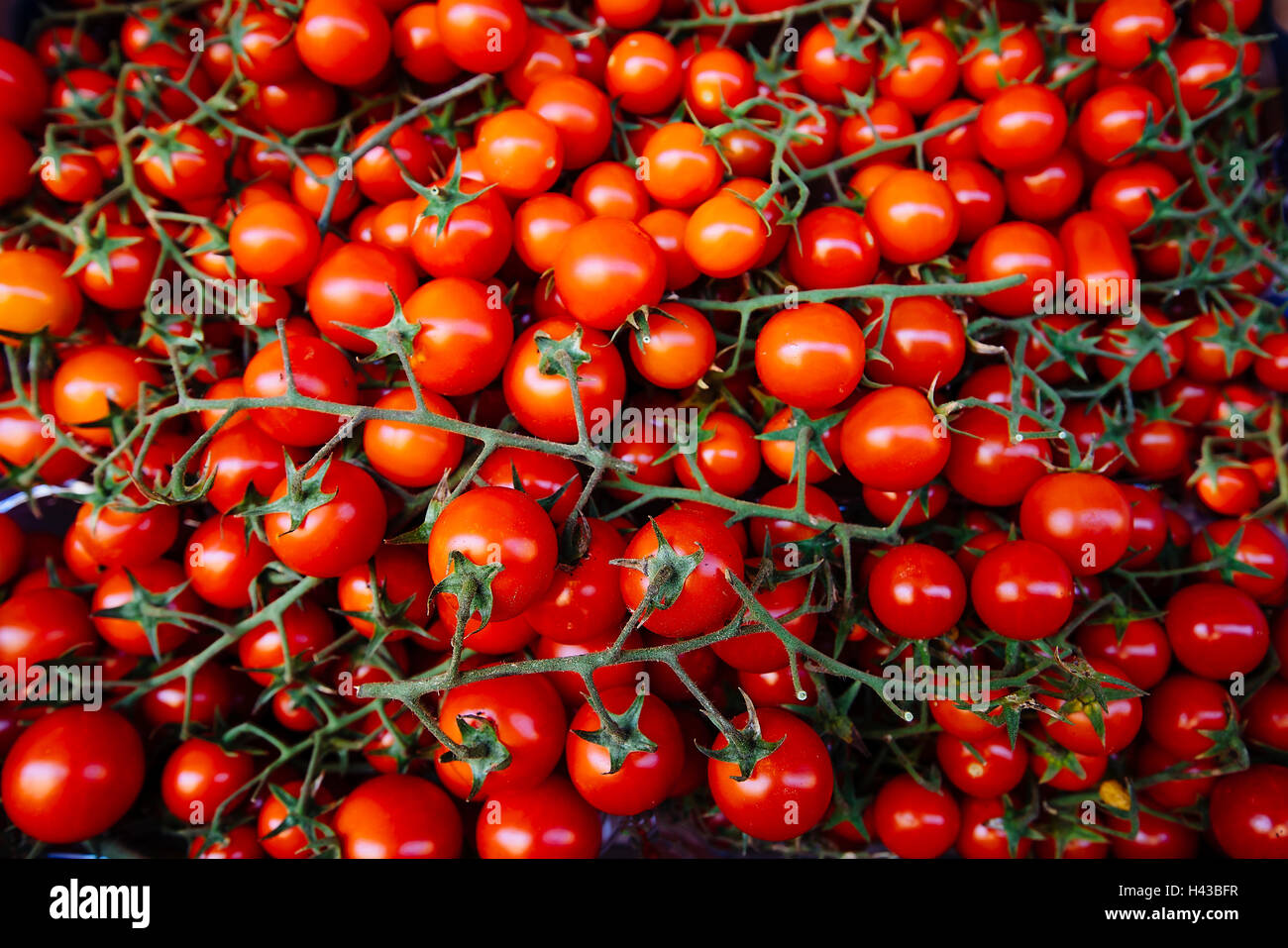 Tomatoes on vines Stock Photo