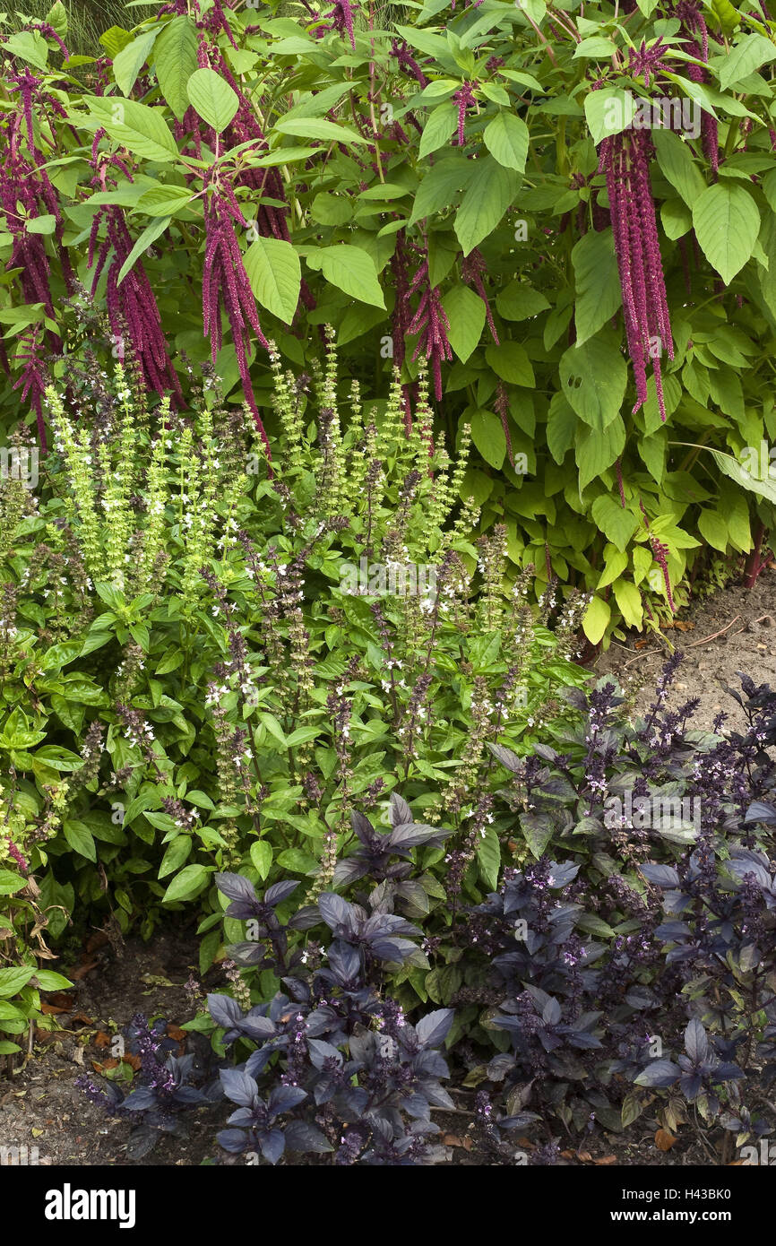 Patch, spices, passed away, garden, spice patch, culinary spice, basil, blue, green, blossom