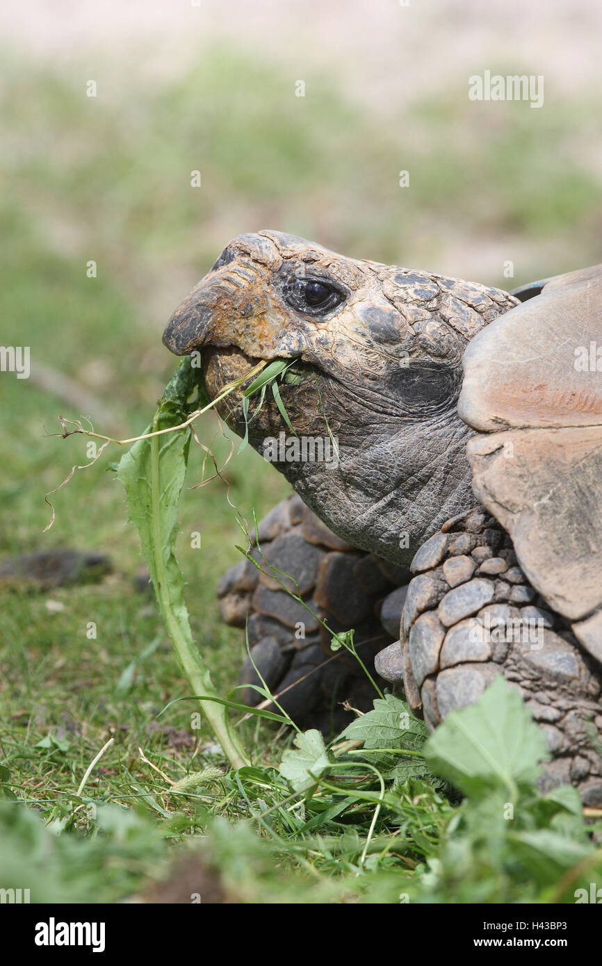 Asian land tortoise, eat, Stock Photo