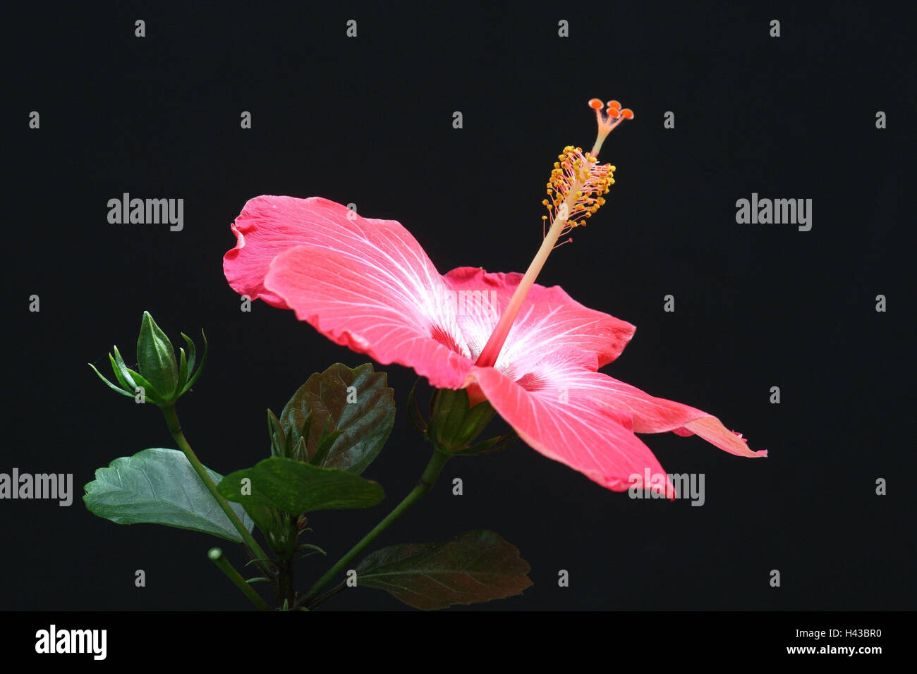 Chinese rose mallow, detail, blossom, Stock Photo