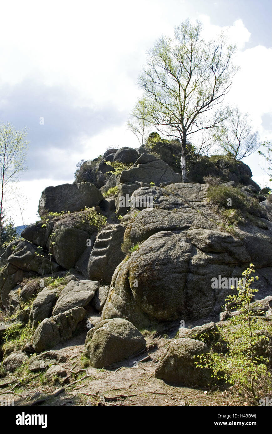 Germany, Lower Saxony, Harz, Okertal, bile formations, scenery, nature, rock, steeply, trees, outside, deserted, Stock Photo