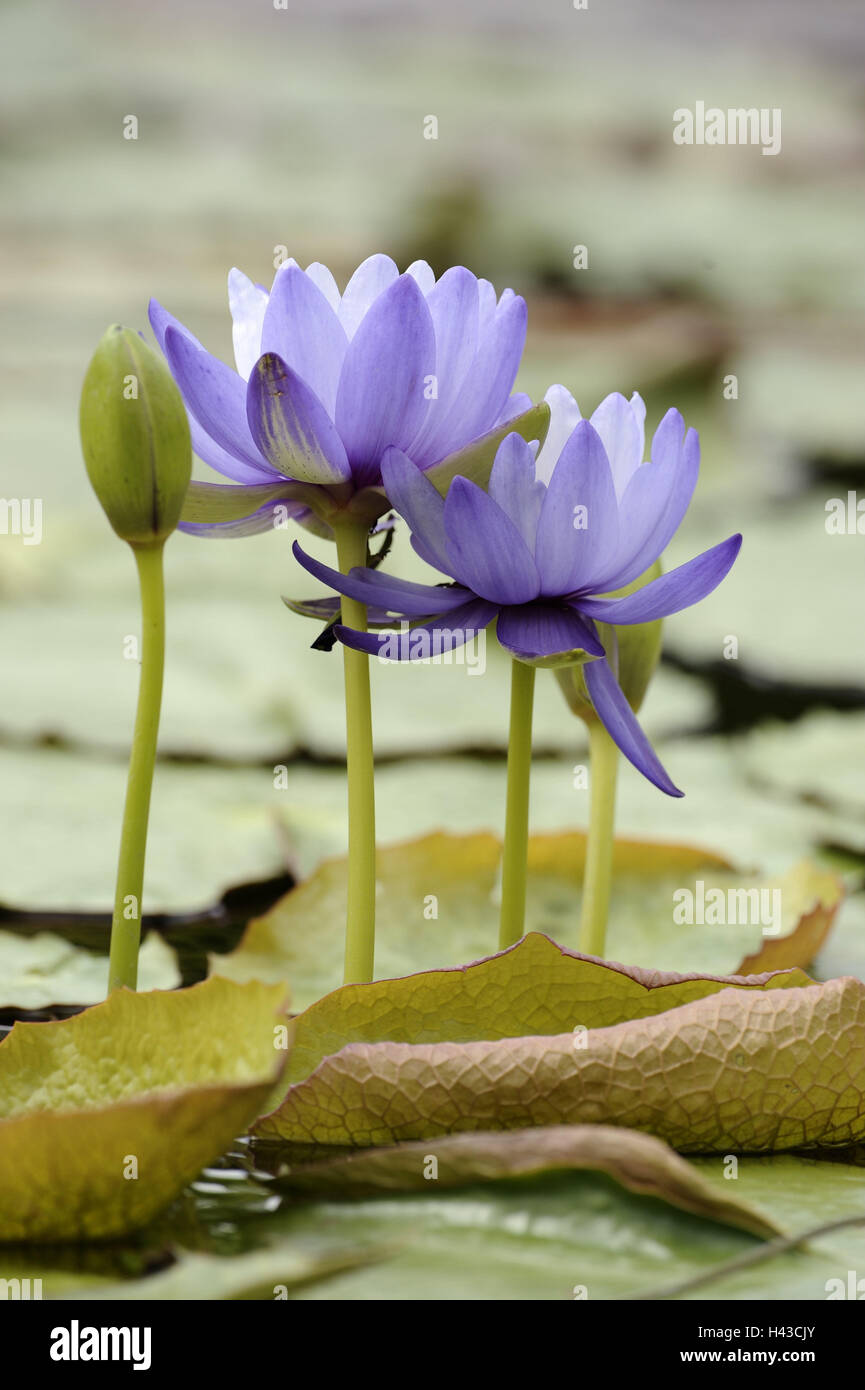 Pond, water lilies, blossoms, mauve, plant, water plants, water lily pond, lake, blossoms, water lily blossoms, swimming leaves, nature, botany, period bloom, Stock Photo