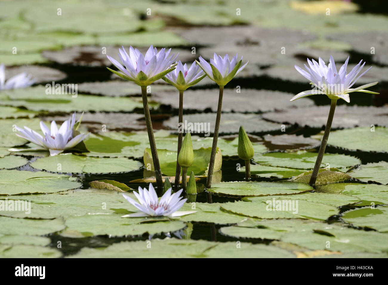 Pond, water lilies, blossoms, white, plant, water plants, water lily pond, lake, blossoms, water lily blossoms, swimming leaves, nature, botany, period bloom, Stock Photo