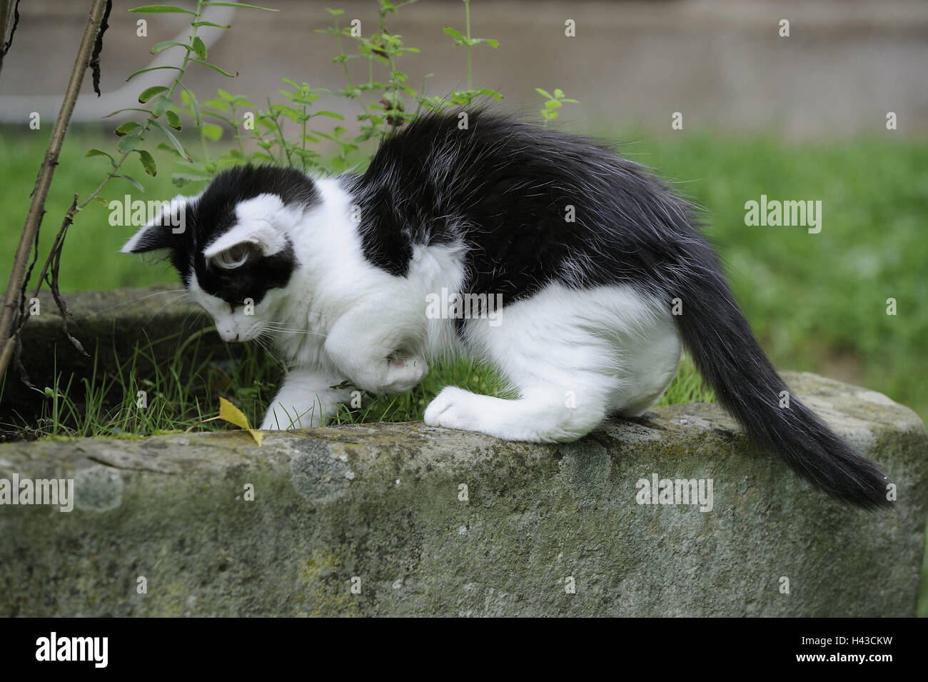 Garden, wall, grass, cat, black-and-white, play, animal, mammal, house cat, pet, outside, curiosity, loses, side view, Stock Photo