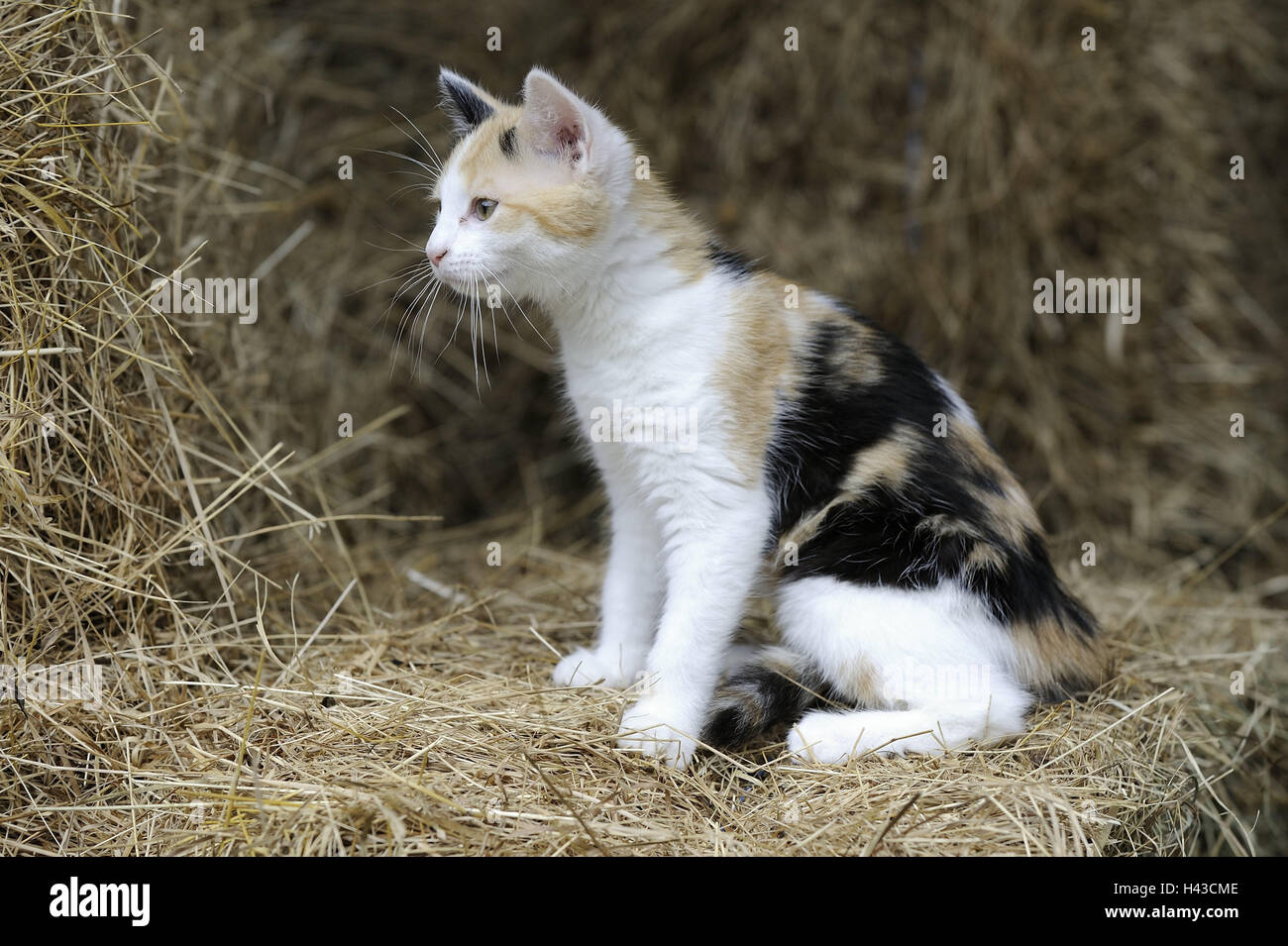 Hay bales, cat, three-coloured, animal, mammal, house cat, pet, outside, attention, side view, sit, Stock Photo