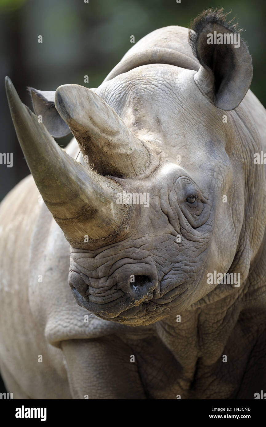 Sharp lip rhinoceros, Diceros bicornis, portrait, zoo, zoo animal, wild animal, animal, mammal, wild animal, rhinoceros, sharp mouth rhinoceros, animal portrait, Stock Photo
