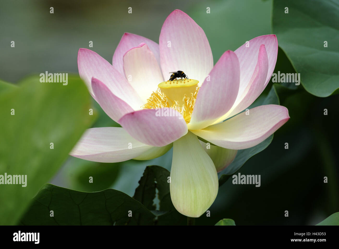 Lotus, bee, plant, water plant, Lotusblume, blossom, Lotosblüte, insect, period of bloom, Stock Photo