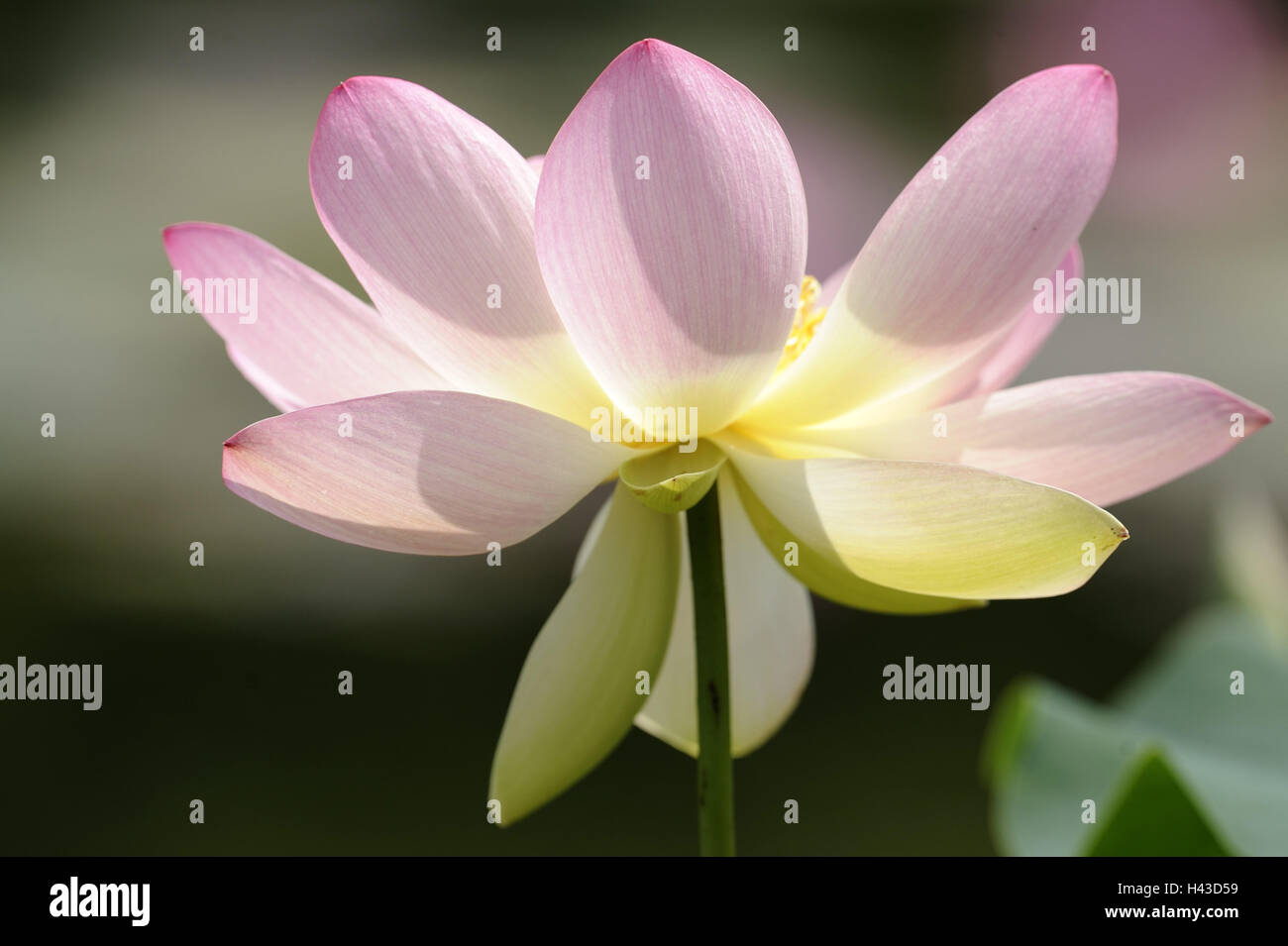Lotus, blossom, pink, plant, water plant, Lotusblume, blossom, Lotosblüte, period of bloom, nature, Stock Photo