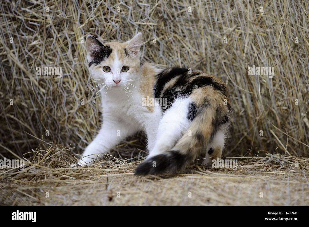 Hay bales, cat, three-coloured, animal, mammal, house cat, pet, outside, attention, Stock Photo