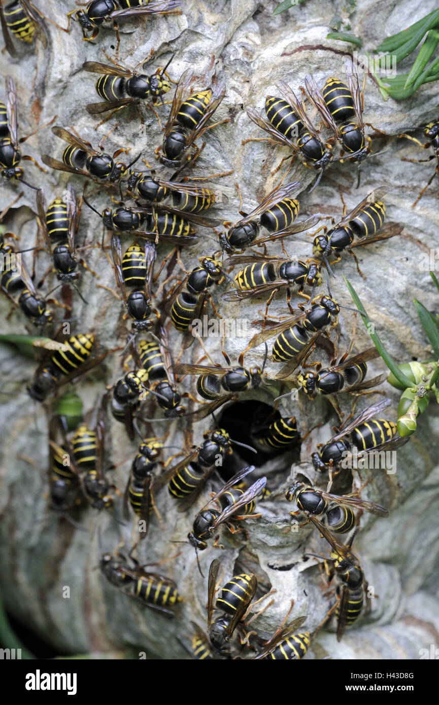 Middle wasps, Dolichovespula media, wasps' nest, animals, insects, wasp's floor, dream, pleated wasps, wasp's floor, nest, many, Stock Photo