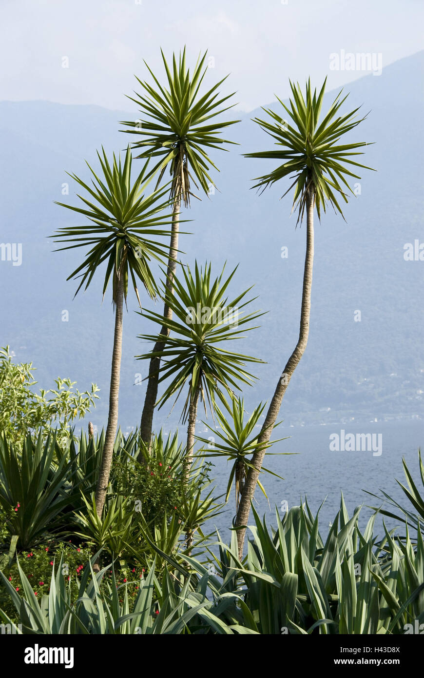Switzerland, Ticino, Lago Maggiore, Isole Tu Brissago, Isola grandee, palms, Stock Photo