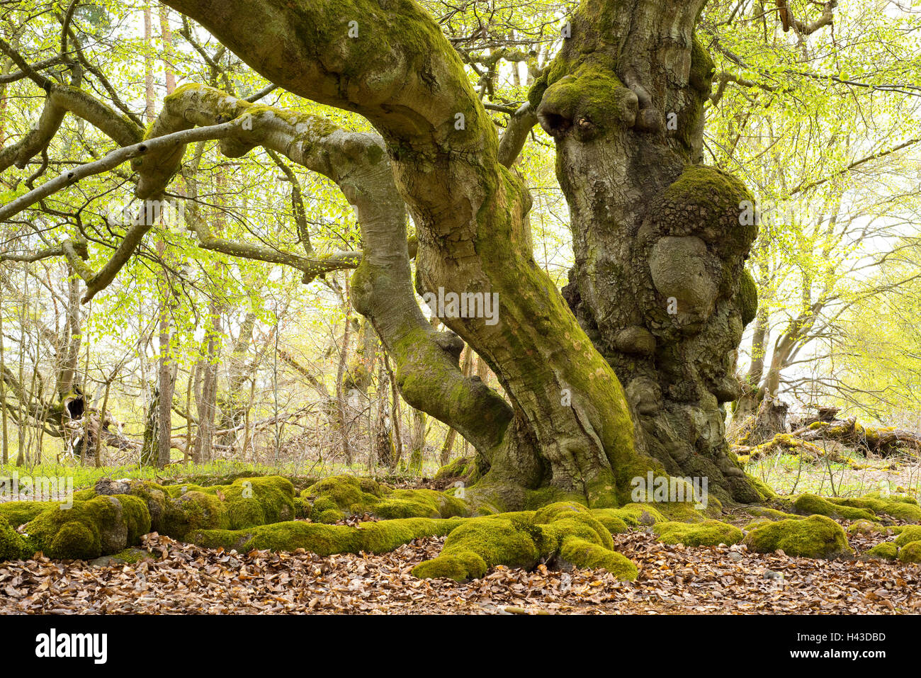 Old beeches (Fagus sylvatica) with mossy roots, Hutebuchen, Hutewald Halloh, Hesse, Germany Stock Photo