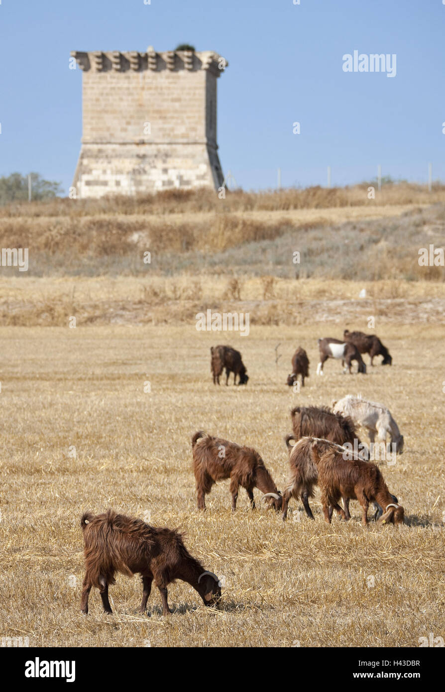 Cyprus, in Greek, cape Kiti, Venetian watch-tower, pasture, goats, Stock Photo