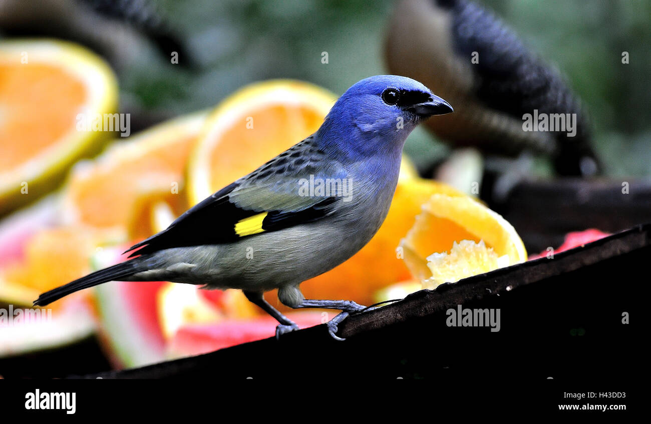 Yellow-winged tanager (thraupis abbas), feeding, Cayo district, Belize Stock Photo