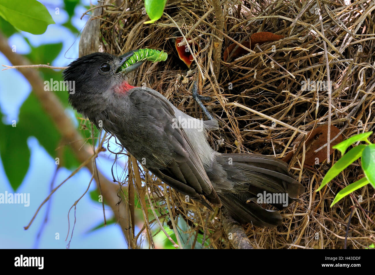 Rosethroated becard (pachyramphus aglaiae), male feeding chick