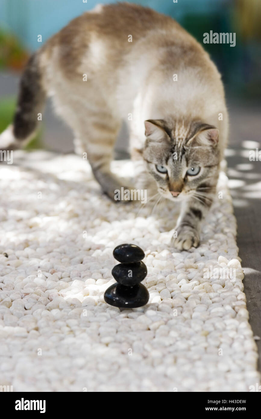 Cat, stones, stacked, fix Stock Photo - Alamy