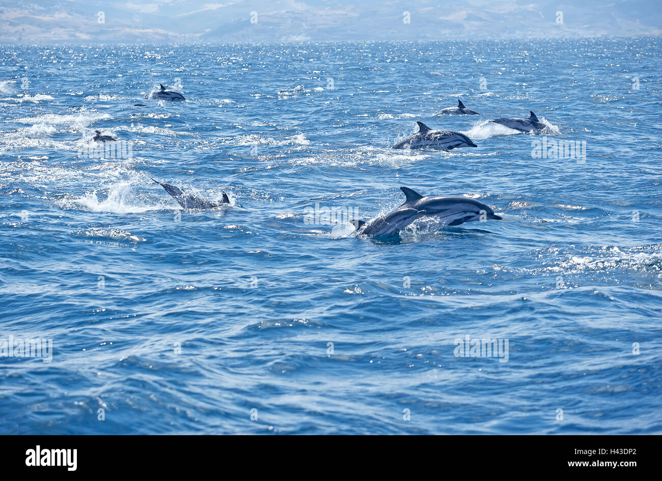 Striped dolphins (Stenella coeruleoalba) swimming together, Strait of Gibraltar, Andalusia, Spain Stock Photo