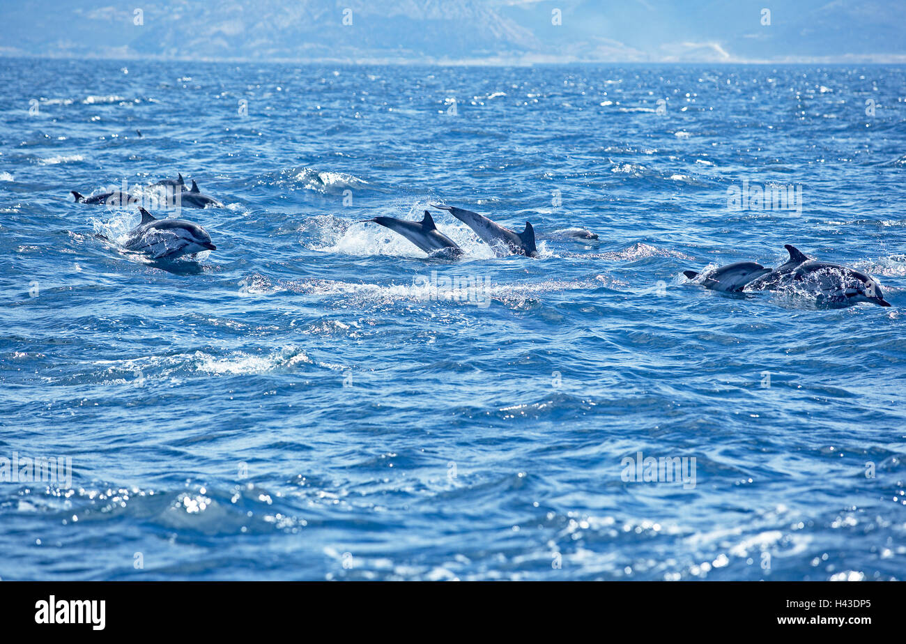 Striped dolphins (Stenella coeruleoalba) swimming together, Strait of Gibraltar, Andalusia, Spain Stock Photo