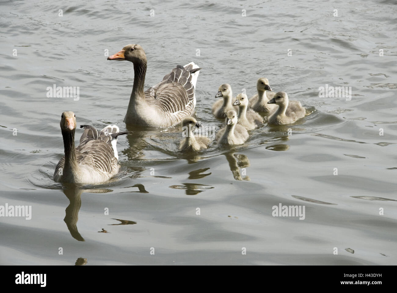 Goose's family, greylag geese, Anser anser, animals, wild animals, wild geese, young animals, young birds, chicks, birds, water, swim, fauna, Stock Photo