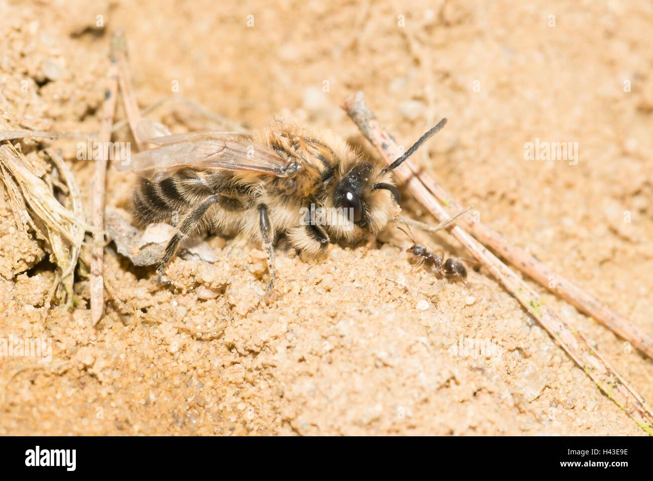 Female plasterer bee, polyester bee, (Colletes cunicularius) and Red Forest Chickadee (Formica rufa) on sandy soil Stock Photo
