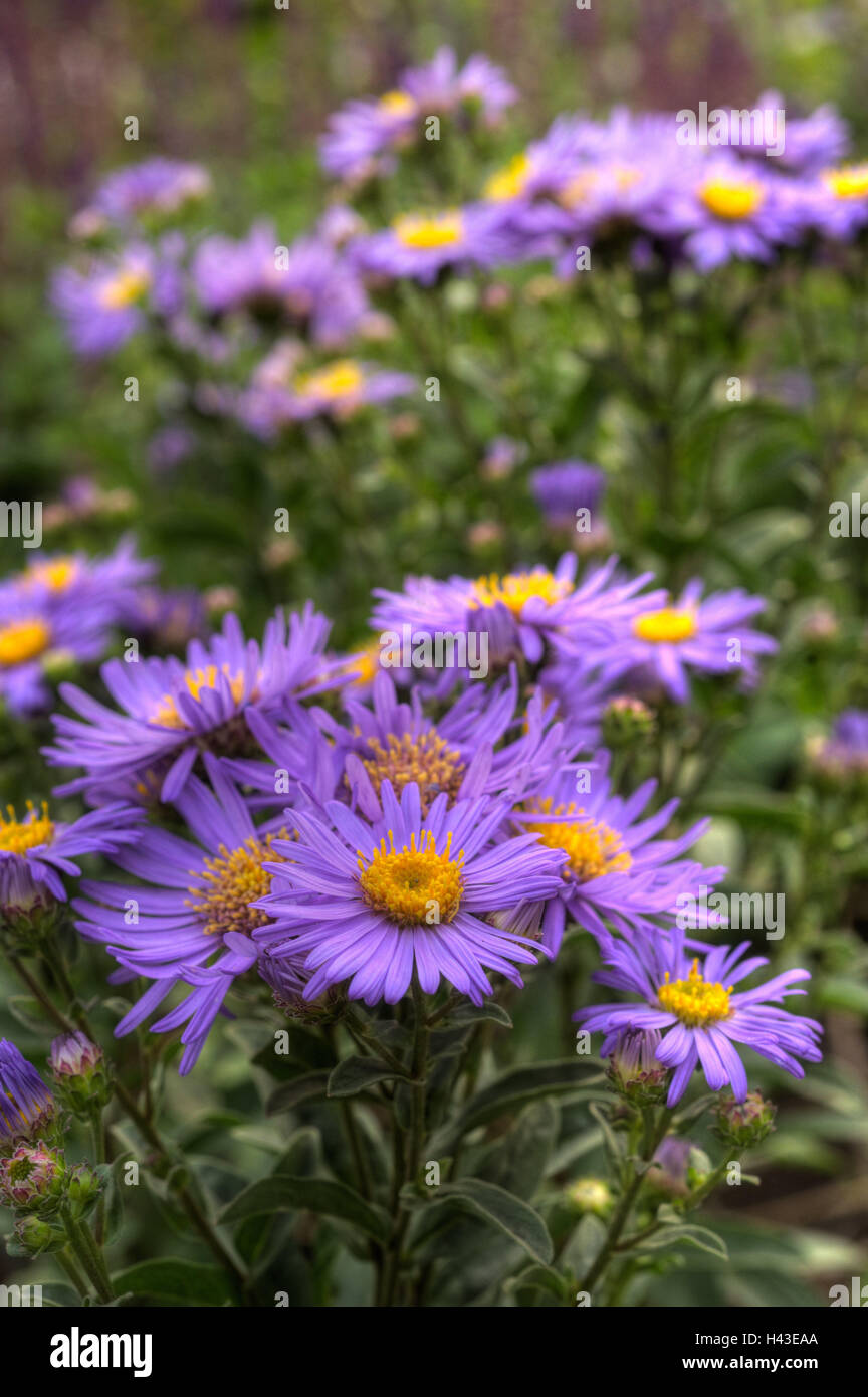 Mountain asters, blossom, medium close-up, aster-like, asters, flowers, blossoms, violet, autumn, composites, Astereae, Asteroideae, Compositae, patch, flowerbed, garden, Stock Photo