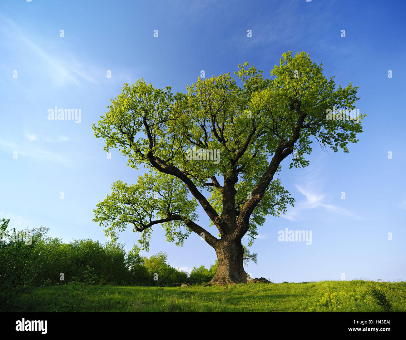 Germany, Thuringia, solitary tree, oak, Stock Photo