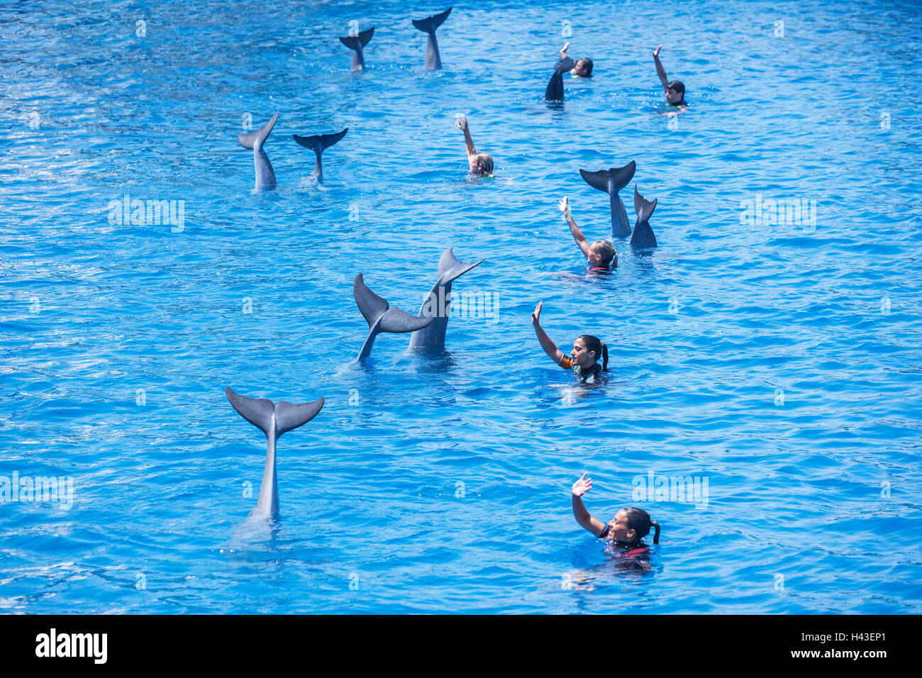 Dolphins and their instructors, L'Oceanogràfic, The Oceanographic Aquarium, City of Arts and Sciences Stock Photo