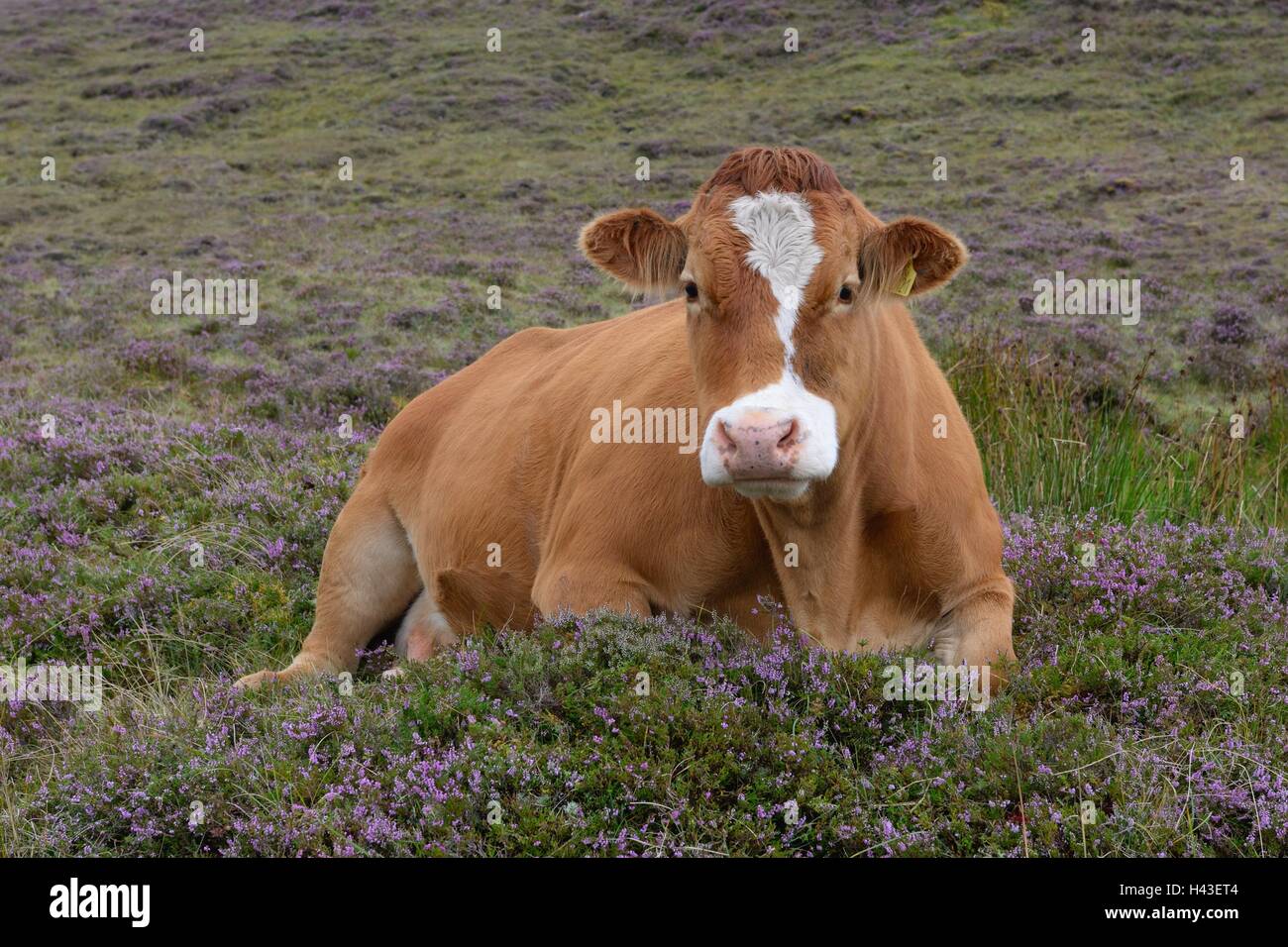 Brown dairy cow sitting on a comfortable bed of purple heather in the north west of Scotland, UK Stock Photo