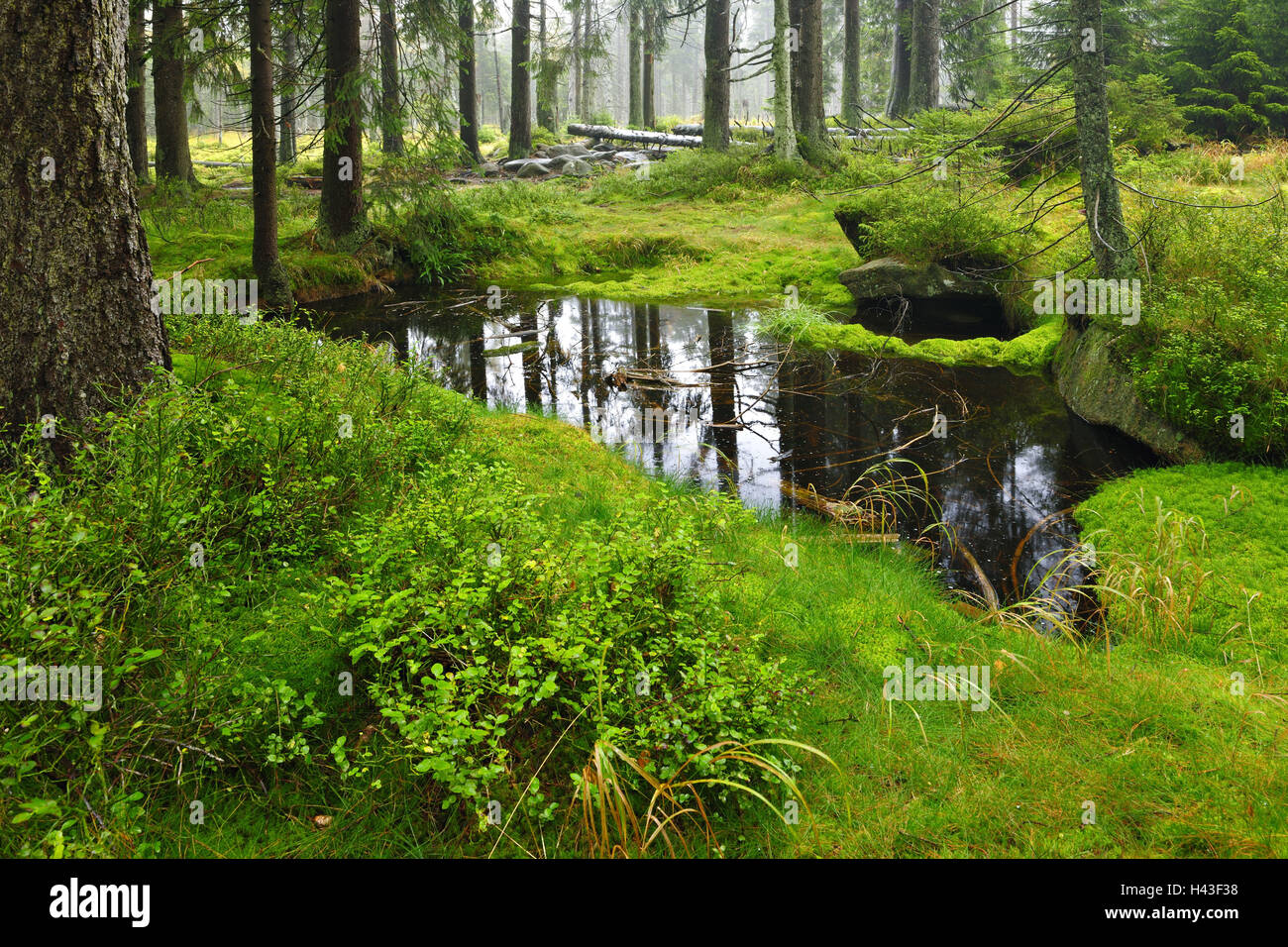 Germany, Lower Saxony, National Park Harz, spruce forest with moor pool, Stock Photo