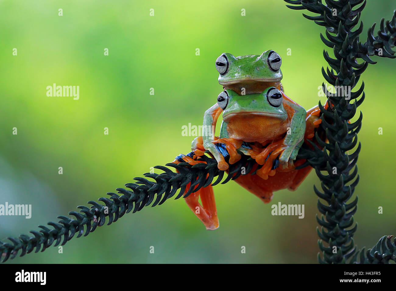 Two Javan gliding tree frogs, Indonesia Stock Photo Alamy