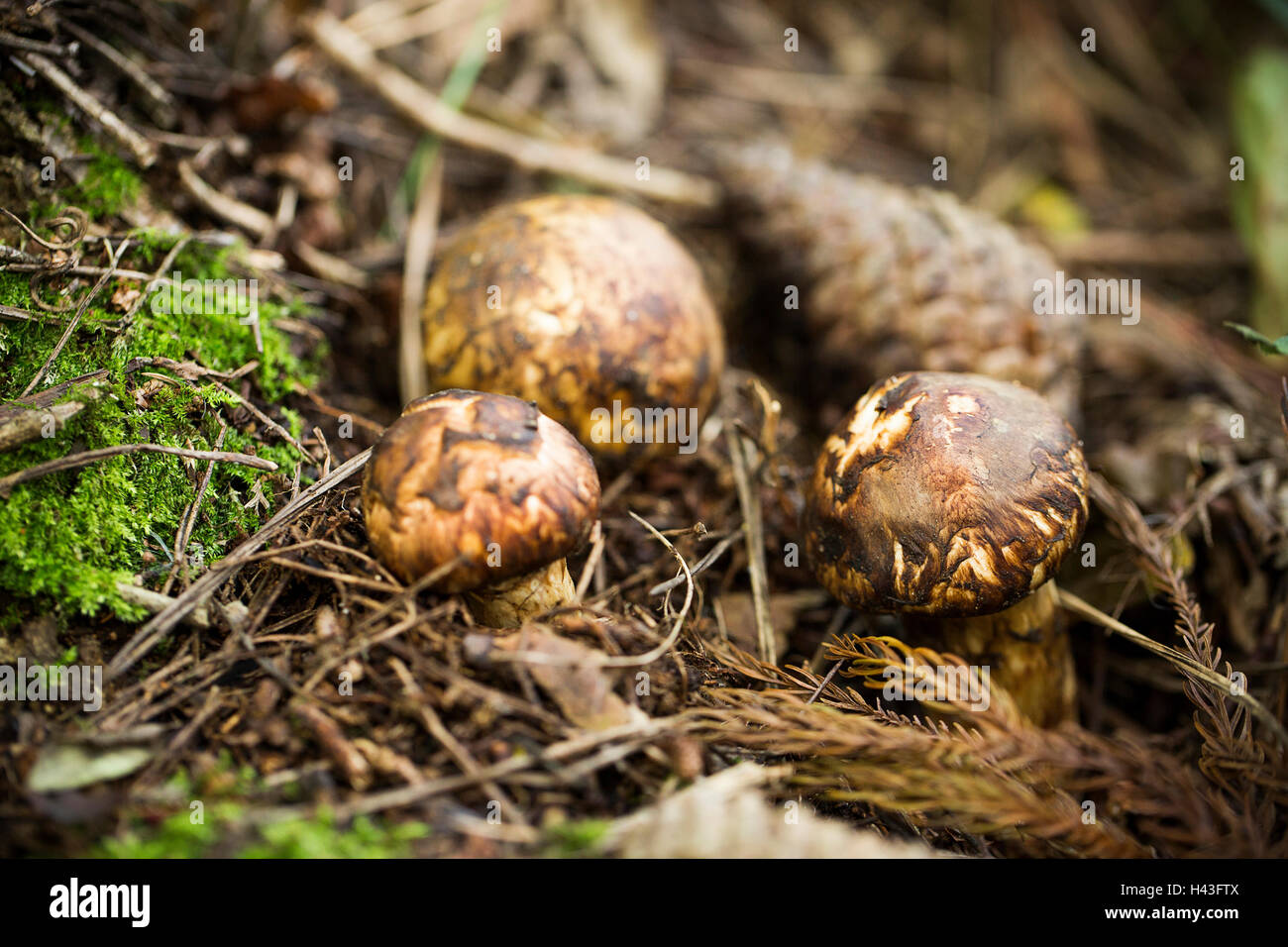 Wild Matsutake Mushroom in Forest Stock Photo Alamy