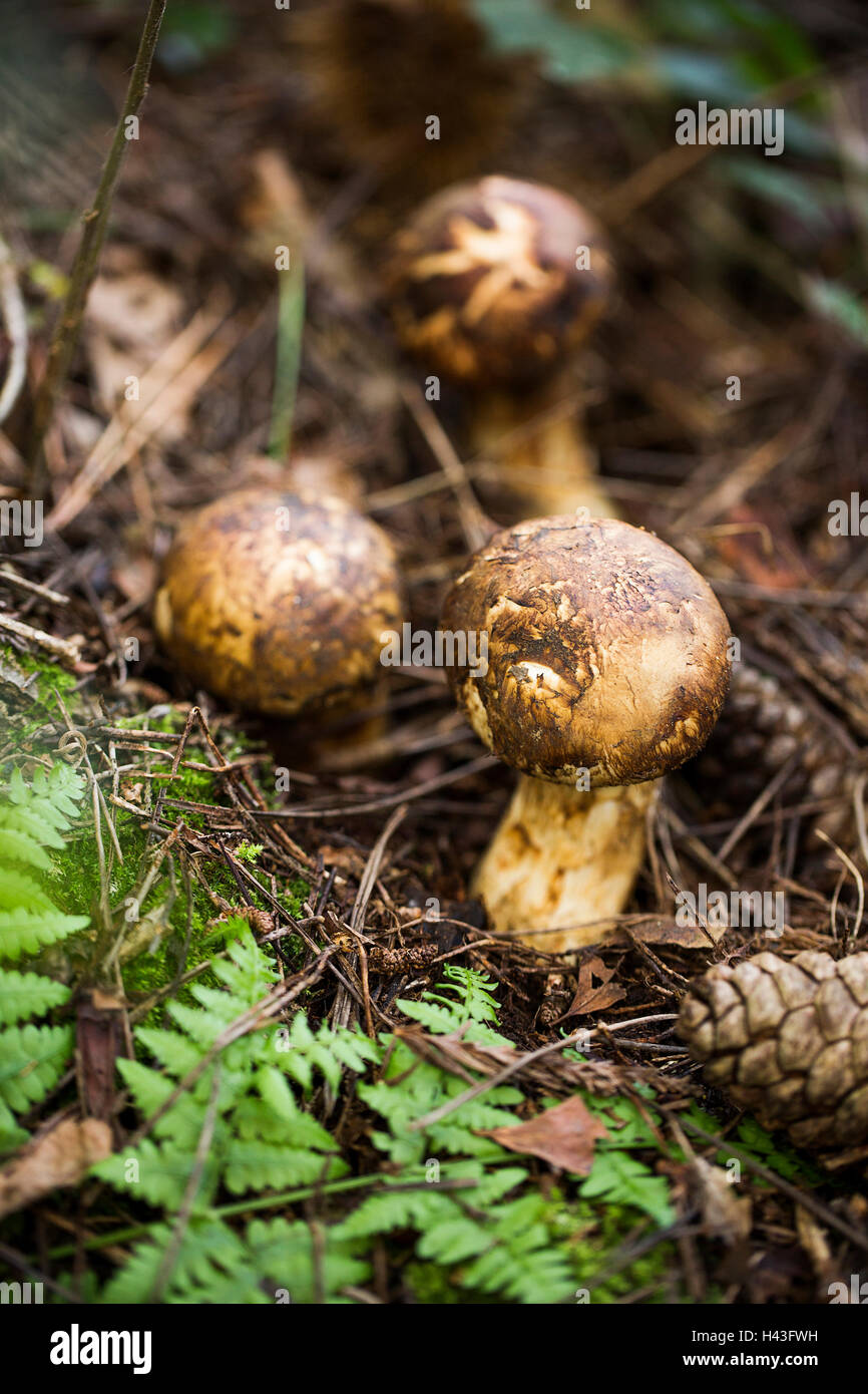 Wild Matsutake Mushroom in Forest Stock Photo Alamy
