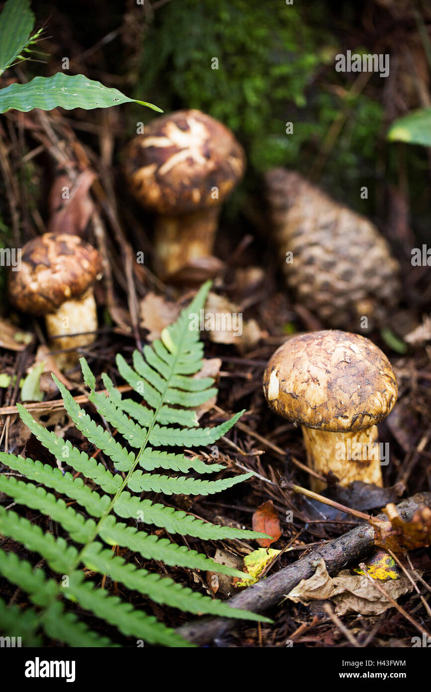 Wild Matsutake Mushroom in Forest Stock Photo Alamy