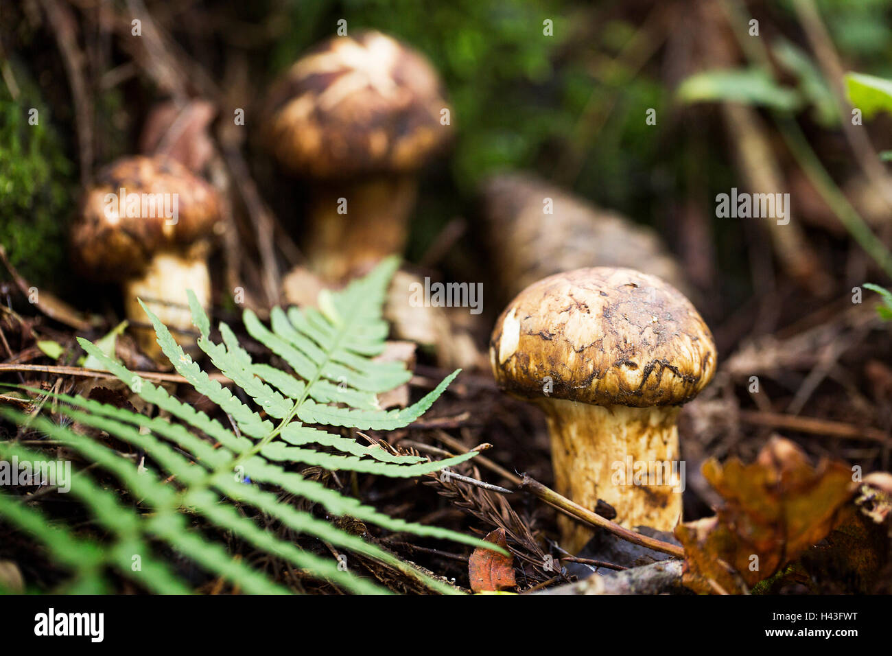 Wild Matsutake Mushroom in Forest Stock Photo Alamy