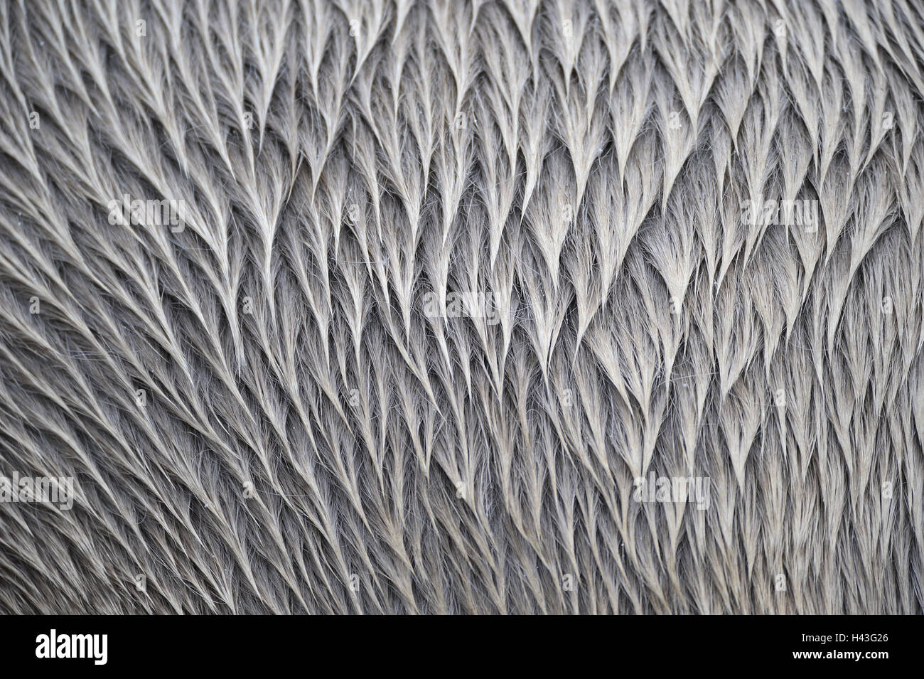 Eurasian otter, Lutra lutra, fur, wet, close up, animals, wild animals