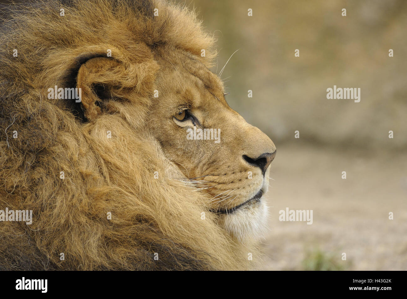 African lion, Panthera leo, little men, page portrait, zoo, game park, animals, wild animals, mammals, predators, big cats, great cats, manly, lion's mane, mane, head, portrait, animal portrait, lie, rest, calmness, self-confidently, tread, nature, Wildlife, copy space, Stock Photo