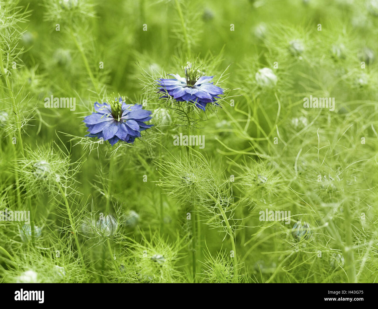 Spinster in the Green, Nigella damascena, plant, crowfoot plant, black cumin, one-year-old, cultivated plant, caraway, nature medicine, ornamental plant, cottage gardens, herbs, medicinal plants, herbs, useful plant, blossom, period bloom, meadow, grass, Stock Photo